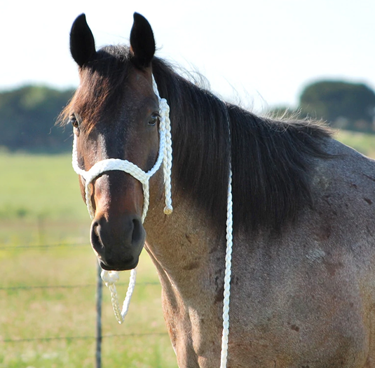 Fast Back Braided Halter Hand Made